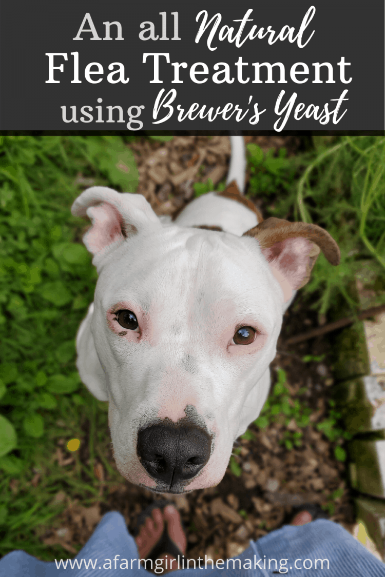 Natural Flea Treatment using Brewer's Yeast | A Farm Girl in the Making - Cat Flea Prevention Using Brewer'S Yeast And Lemon Balm