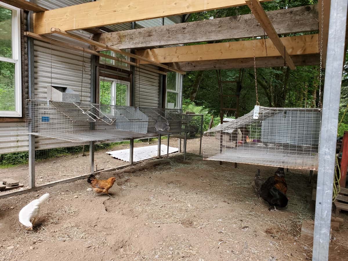 raising rabbits