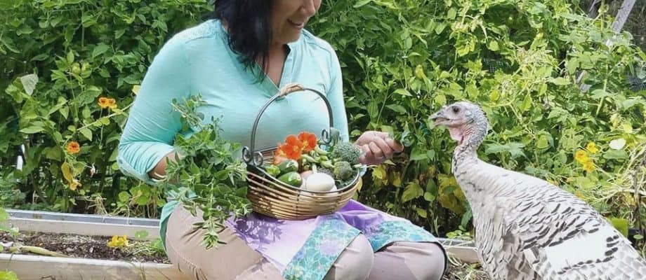 the truth about raising turkeys