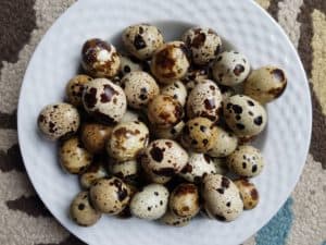 pickled quail eggs in a jalapeno brine