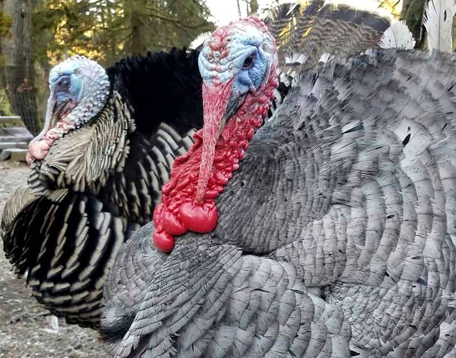 Raising Turkeys On The Homestead A Farm Girl In The Making