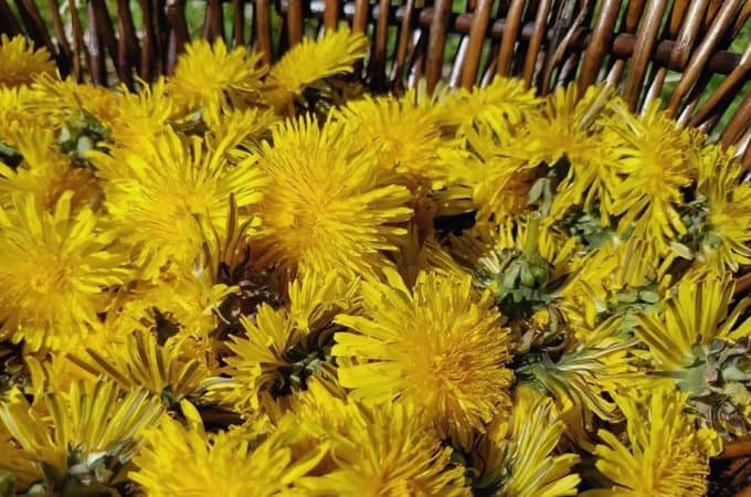 25 uses for the dandelion plant