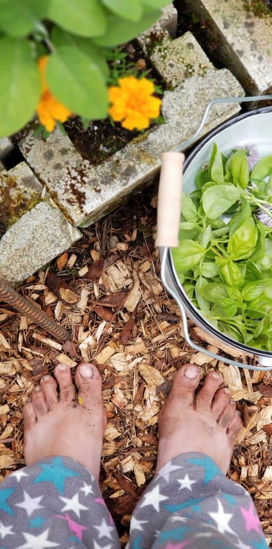 Setting Homestead Goals for the First Year