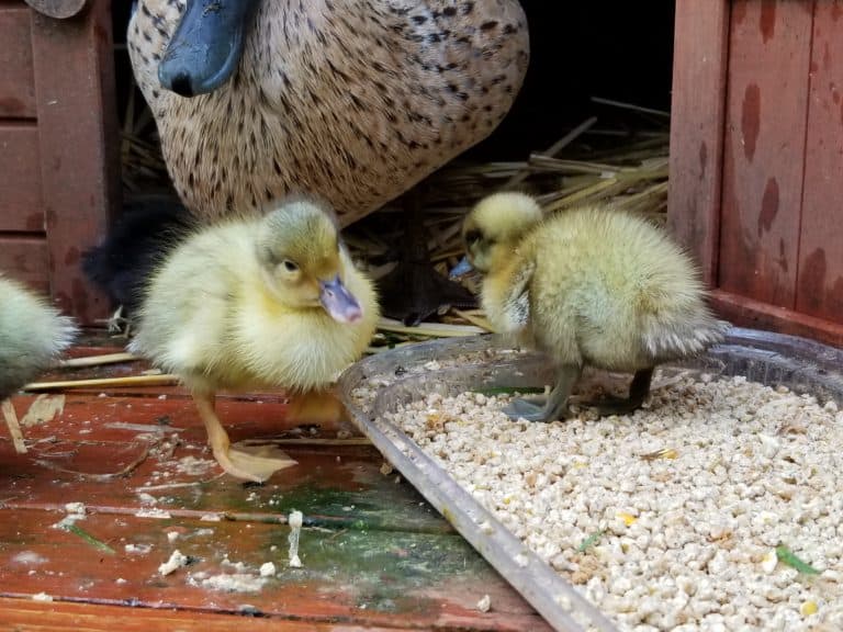 Raising Ducklings | Brooding, Feed, Tips | A Farm Girl in the Making