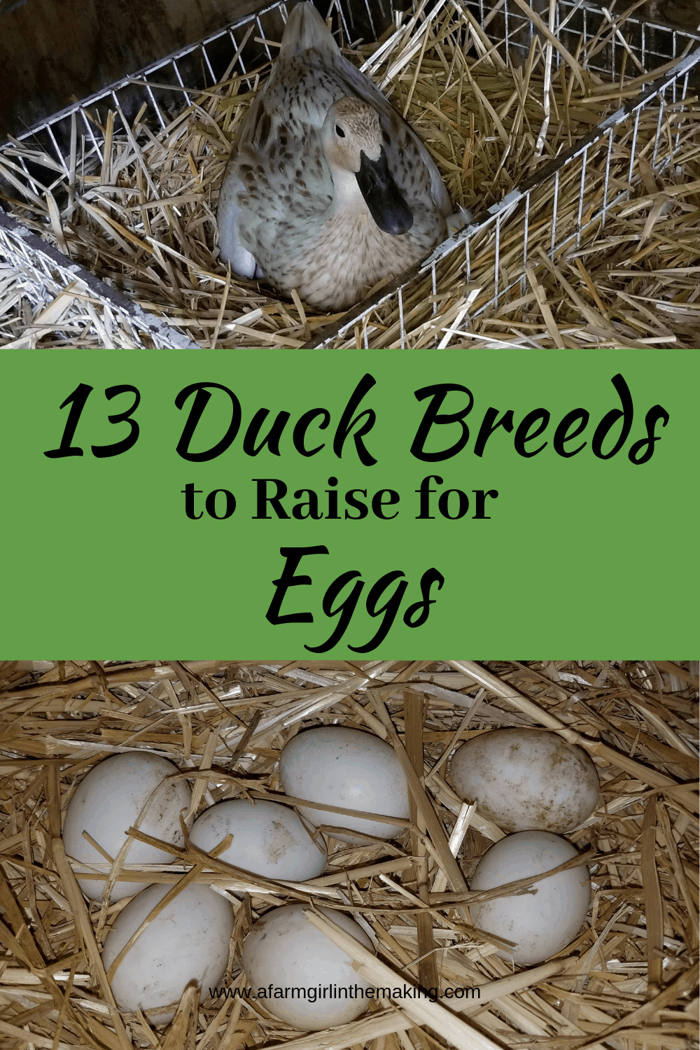 Top 13 Duck Breeds to Raise for Duck Eggs