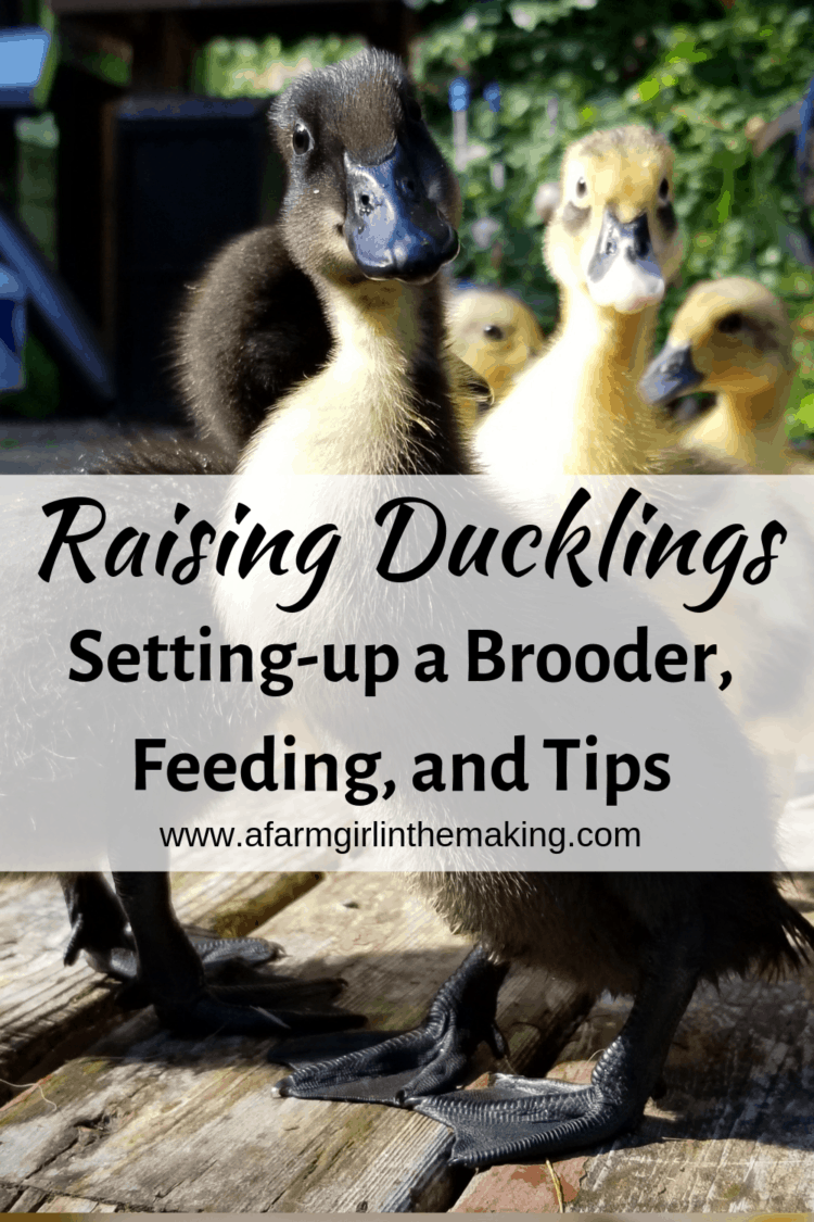 Raising Ducklings | Brooding, Feed, Tips | A Farm Girl in the Making
