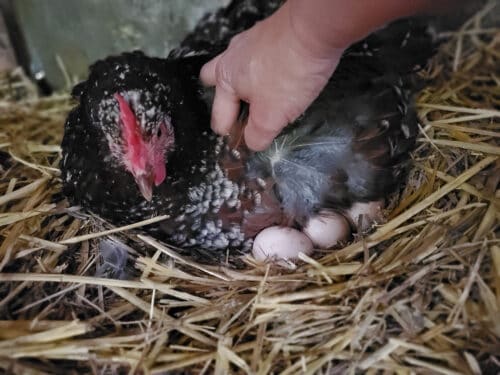 wie-man-eine-br-tende-henne-auf-humane-weise-ausbricht-arquidia-mantina