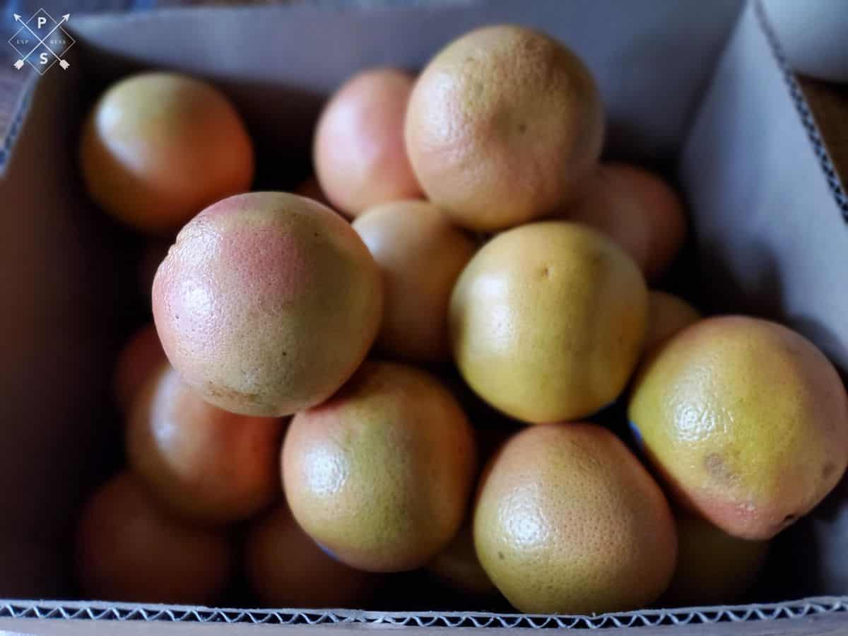 Canning Grapefruit with these Easy Steps A Farm Girl in the Making