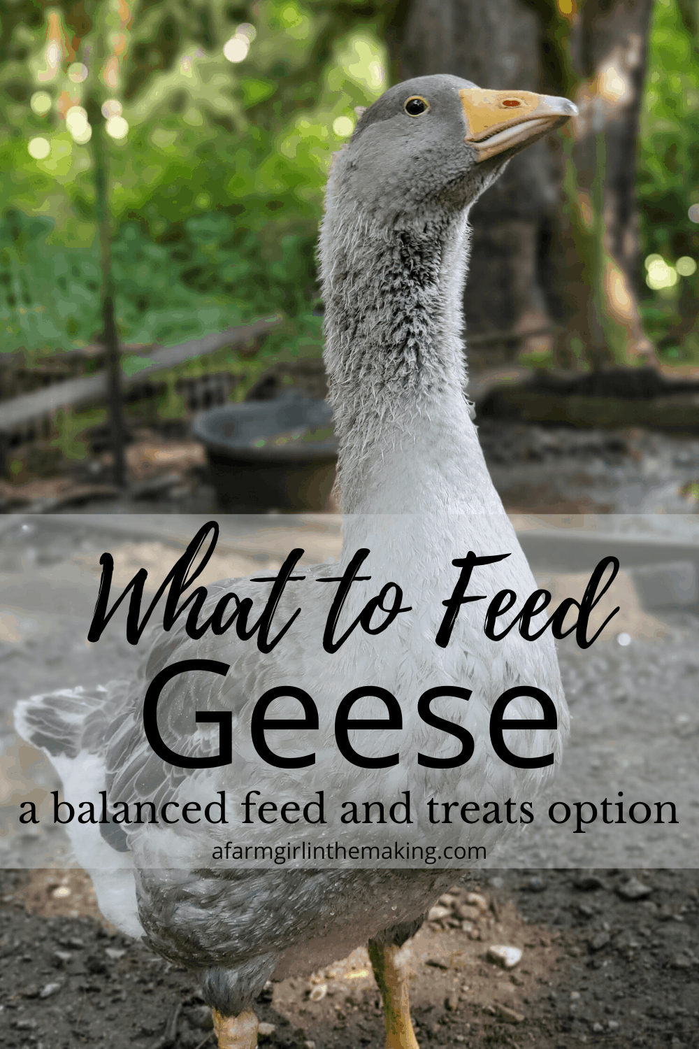 What to Feed Geese Feed and Treat Options A Farm Girl in the Making