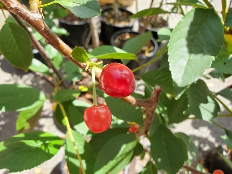 Fruits High in Pectin for Making Jam and Jelly A Farm Girl in the Making