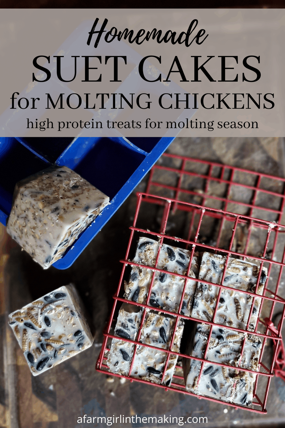 Homemade Suet Cakes for Chickens High Protein Treats for Molting