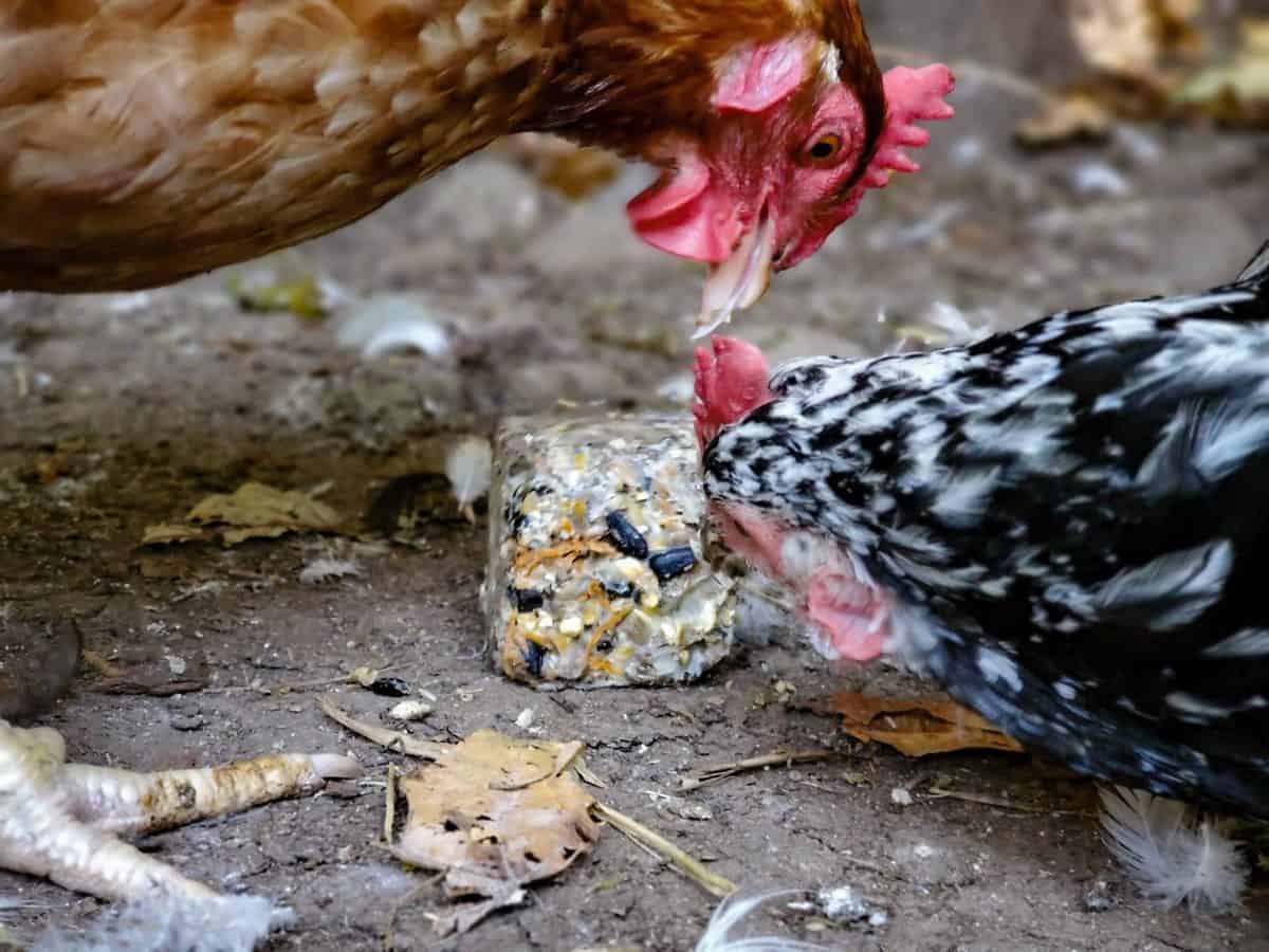 Homemade Suet Cakes for Chickens High Protein Treats for Molting