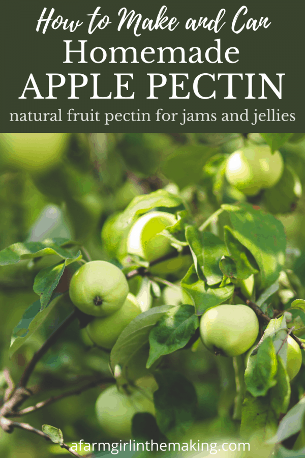 Homemade Apple Pectin for Making Jams and Jellies