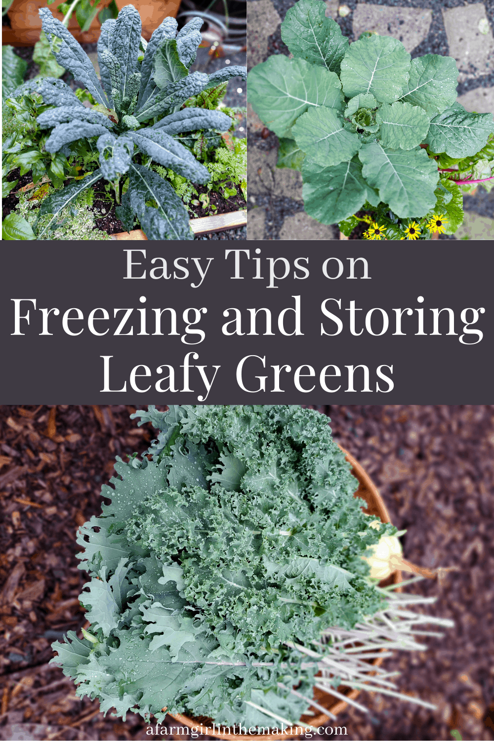 How to Freeze Leafy Greens with Tips on How to Store Longterm
