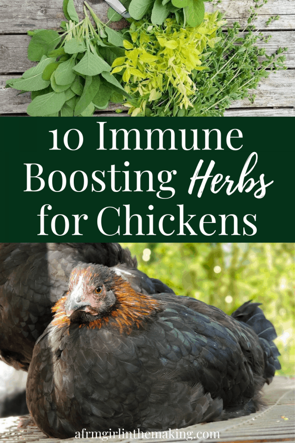 Immune Boosting Herbs for Chickens and Other Poultry