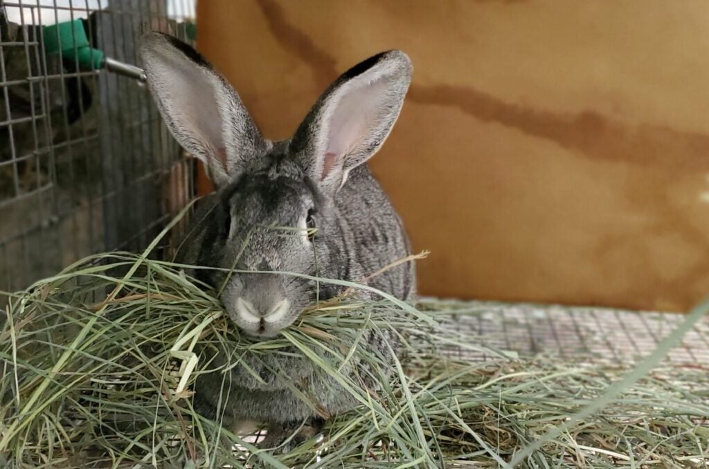 A PRACTICAL GUIDE TO RABBIT RANCHING: Raising Rabbits for Meat and Profit 