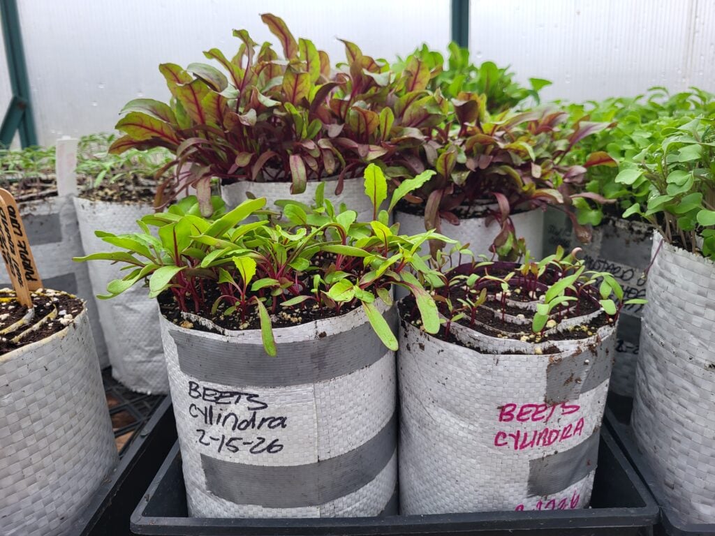 The seed snail sowing method is a relatively new tool for starting seeds. Here are the answers to the many questions behind this growing tool.