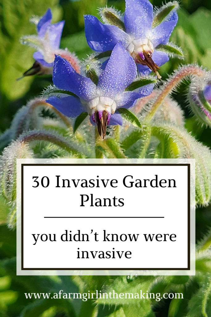 Take a minute to save this article for future reference. Go ahead and pin it to your GARDEN board on Pinterest!