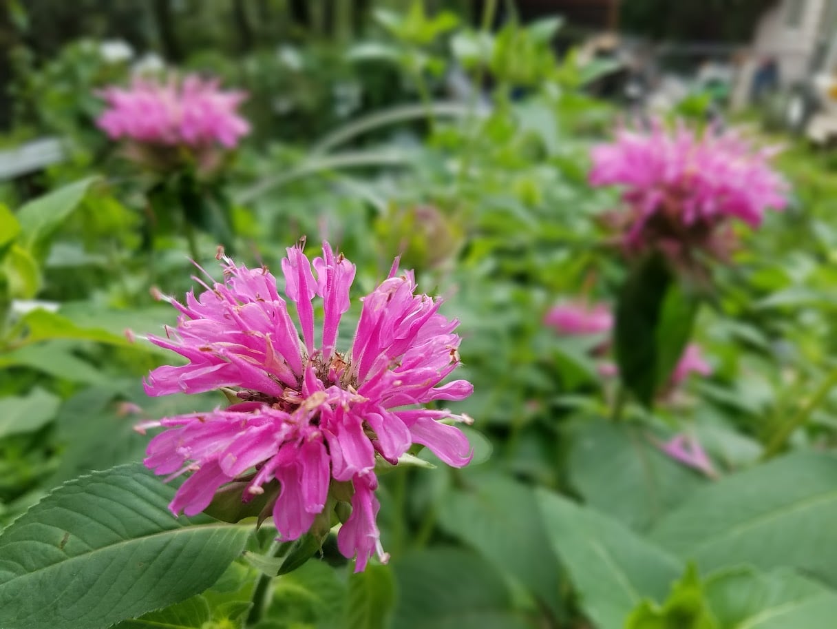 Bee balm is a great pollinator and companion plant for every garden. However, it spreads quickly through its root rhizomes.